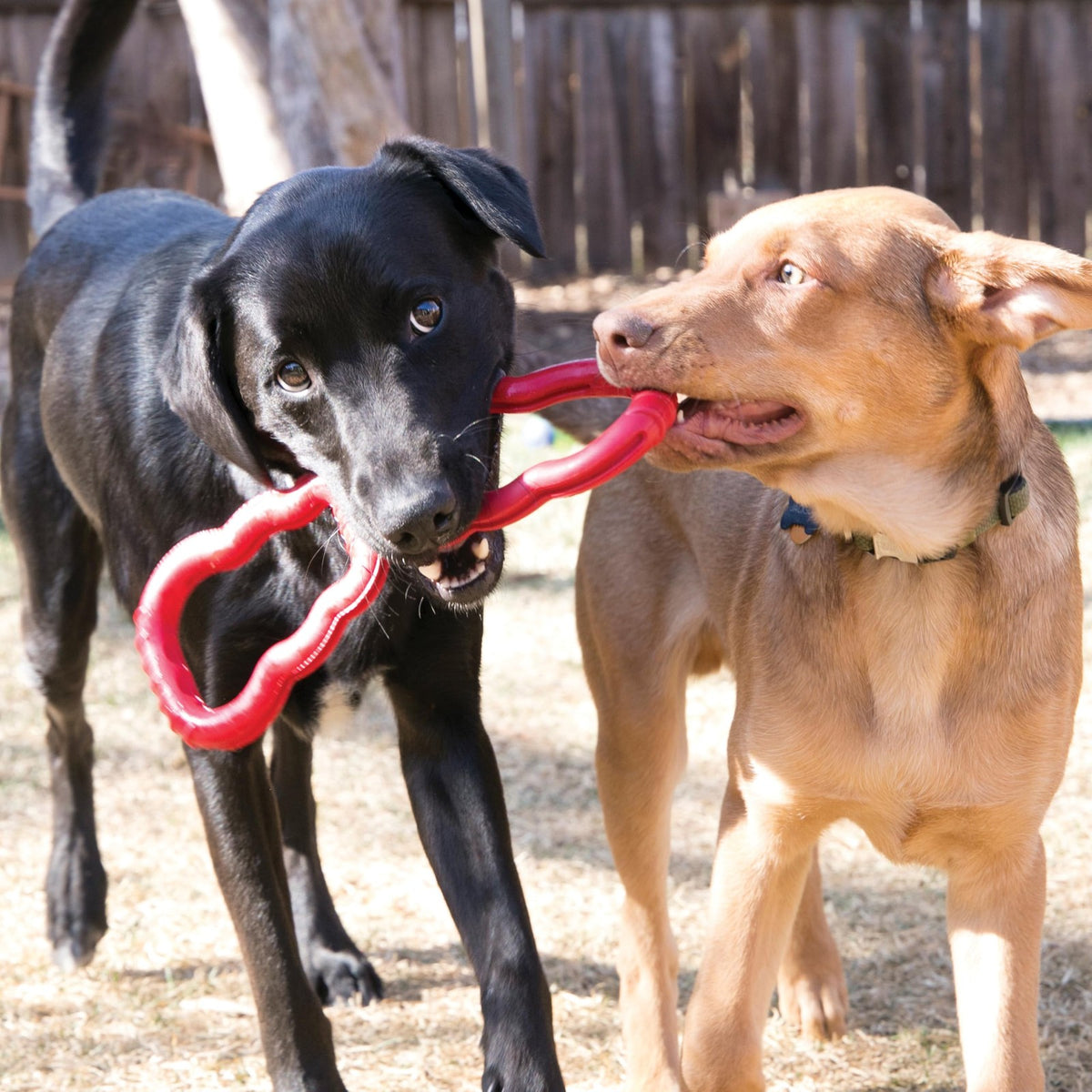 KONG - Tug - Durable Stretchy Rubber, Tug of War Dog Toy - for Medium Dogs